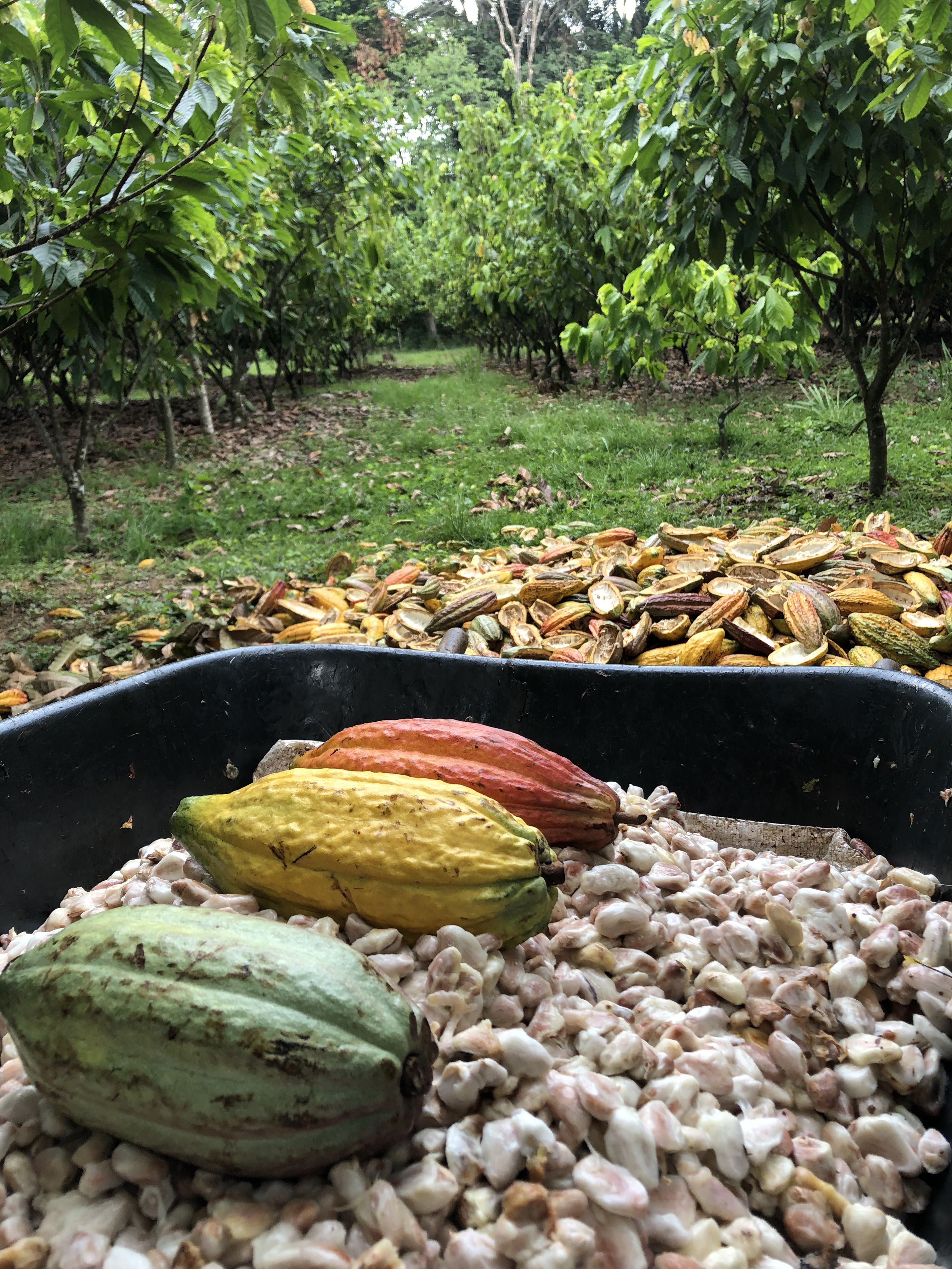 Nuestra Historia - Cacao de Tame, Arauca